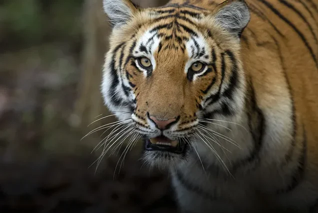 Jim Corbett Tour Package: 02 Nights 03Days